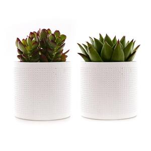 4 in. Assorted Succulent Set in White Dot Pot (2-Pack)