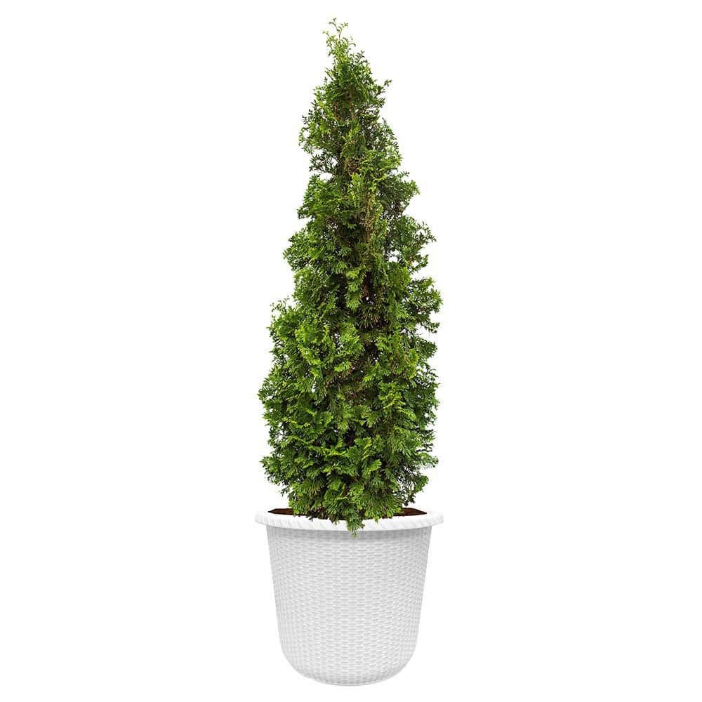 PROVEN WINNERS 2 Gal. Arborvitae Sting Evergreen Shrub in