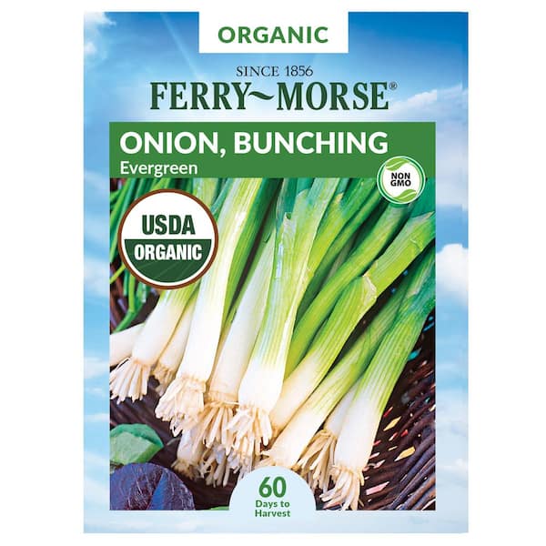 Ferry-Morse Organic Onion Evergreen Bunching Vegetable Seed 0810 - The ...