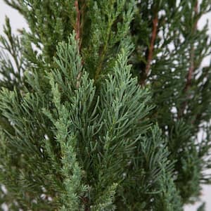 3 Gal. Juniper Holiday Shrub Plant