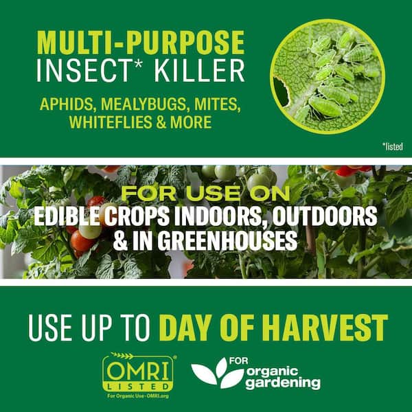 24 oz. Ready-to-Use Insecticidal Soap Insect Killer (2-Pack)