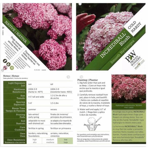 3 Gallon Light Pink Flowers Incrediball Blush Smooth Hydrangea Live Shrub