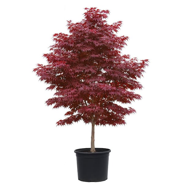 15 Gal. Bloodgood Japanese Maple Live Tree 8250125 - The Home Depot