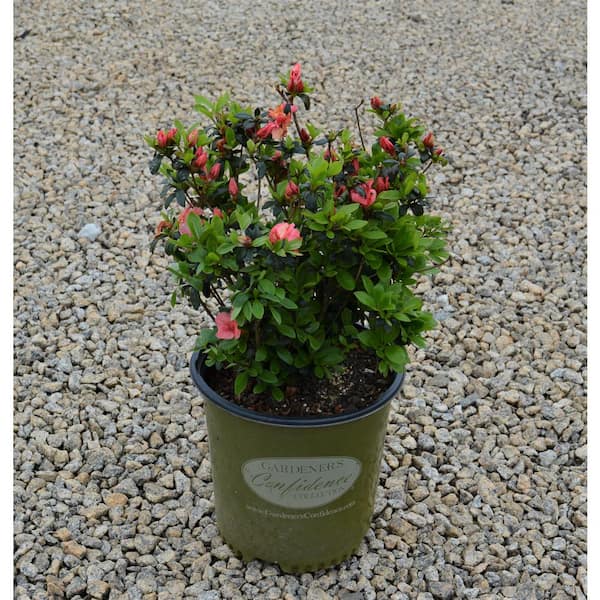 2 Gal. Echo Peachy Keen Azalea Shrub with Salmon Pink Reblooming Flowers