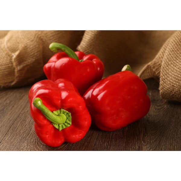 PROVEN WINNERS 4.25 in. Grande Proven Selections Redskin Sweet Red Pepper Live Plant Vegetable (Pack of 4)