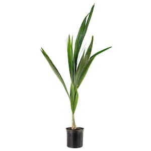 10 in. Queen Palm Plant in Black Grower Pot