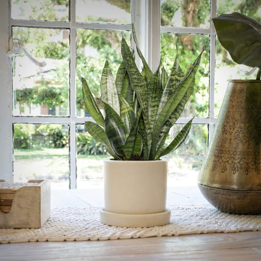 Large Indoor Black Grower Pot Snake Plant 3-Pack