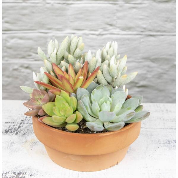 ALTMAN PLANTS 5 in. Succulent Garden in Deep Dish Terra Cotta Clay