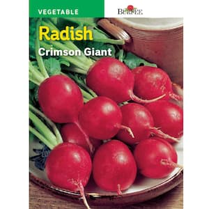 Radish Crimson Giant Seed