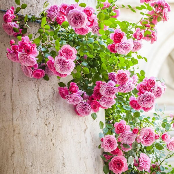 Bare Root Rose Climbing Zephirine Drouhin with Pink Flowers (2-Pack)