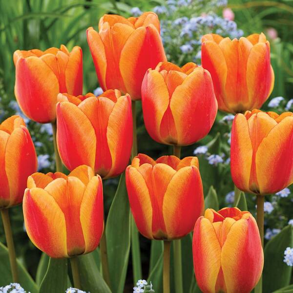 VAN ZYVERDEN Tulips Apeldoorns's Elite (Set of 12) Bulbs 88033