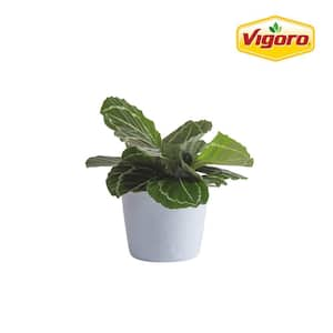 Grower's Choice Calathea Indoor Plant in 6 in. White Decor Planter, Avg. Shipping Height 10 in.