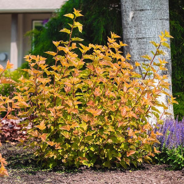 DIRECT GARDENING 2 Gal. Pot, Savannah Sunset Ninebark Bush Potted