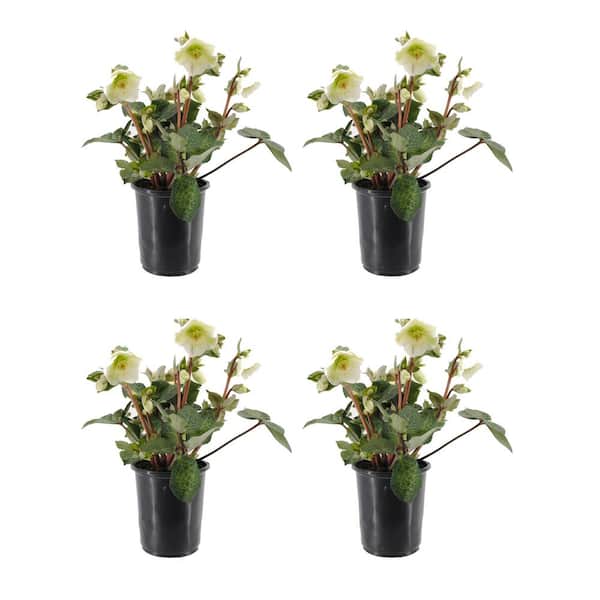 FROSTKISS 2.5 qt. Molly's White Hellebore Perennial Plant with White Flowers (4-Pack)