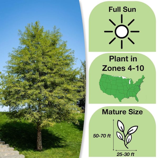 4-5 ft. Bald Cypress Tree - 2 Pack THD00462 - The Home Depot