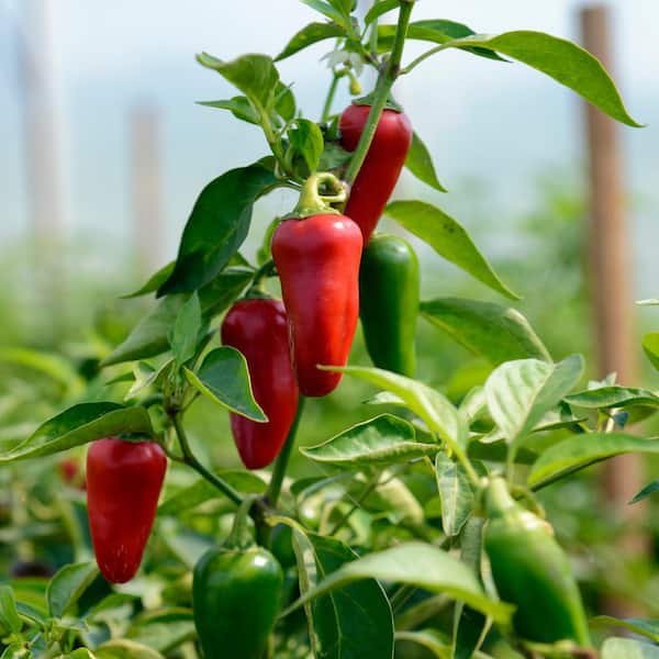 national PLANT NETWORK 2.5 in. Chile Pepper Early Jalapeno Plant 3-Piece
