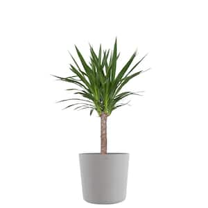 Yucca Cane Live Indoor Outdoor Plant in 10 inch Premium Sustainable Ecopots White Grey Pot with Removeable Drainage Plug