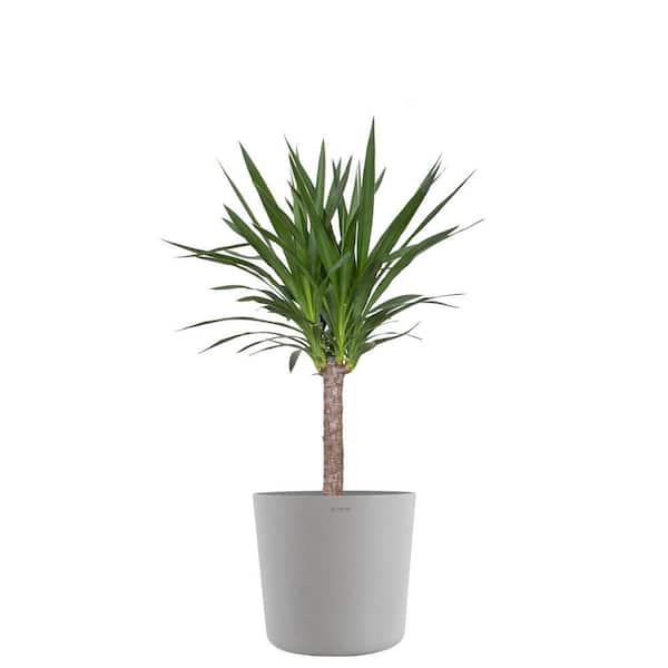 United Nursery Yucca Cane Live Indoor Outdoor Plant in 10 inch Premium Sustainable Ecopots White Grey Pot with Removeable Drainage Plug
