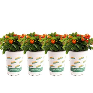 1 qt. Red Lantana Plant (4-Pack)