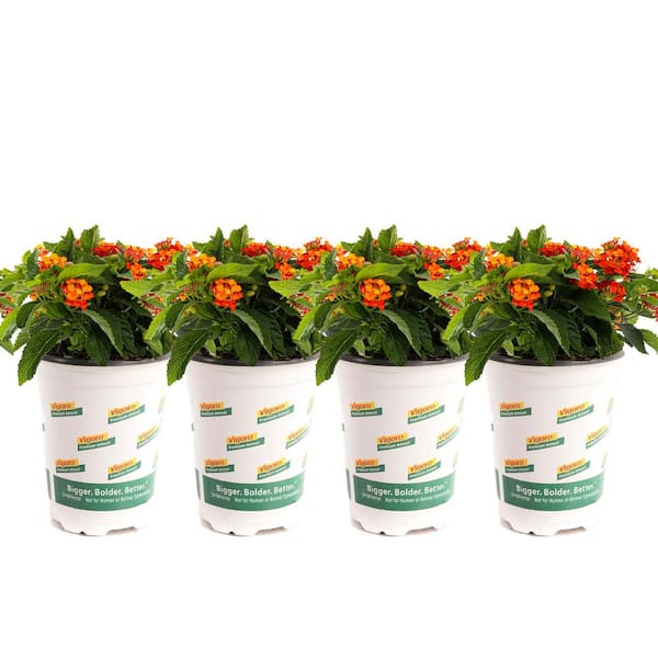 Vigoro 1 qt. Red Lantana Plant (4-Pack)