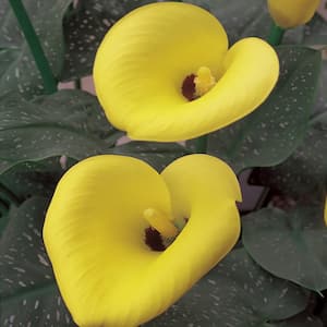 2 Gal. Captain Solo Calla Lily Plant with Yellow Flowers