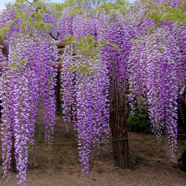 Amethyst Falls Wisteria (2.5 Gallon) Flowering Deciduous Vine with Lavender- Purple Blooms - Full Sun to Part Shade Live Outdoor Plant 