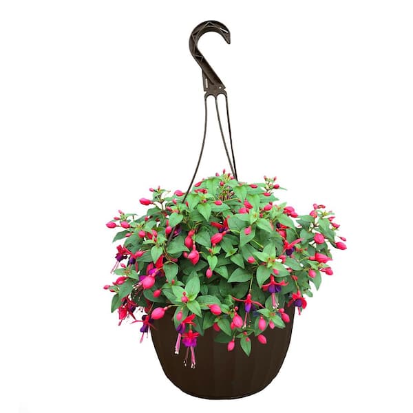 Unbranded 11 in. Fuchsia Annual Hanging Basket with Vibrant Pink and Purple Blooms