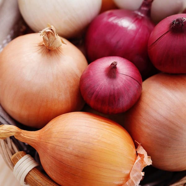 Fresh Crop Onion Medley (Set of 250) Bulbs