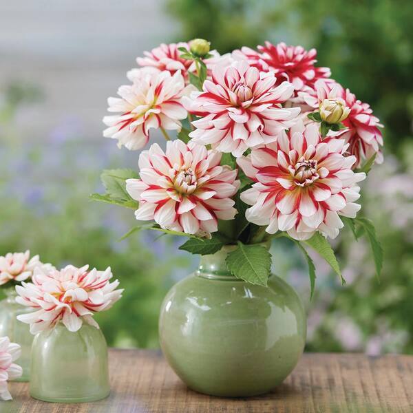 dalia⟡.* dahlias - Search / X