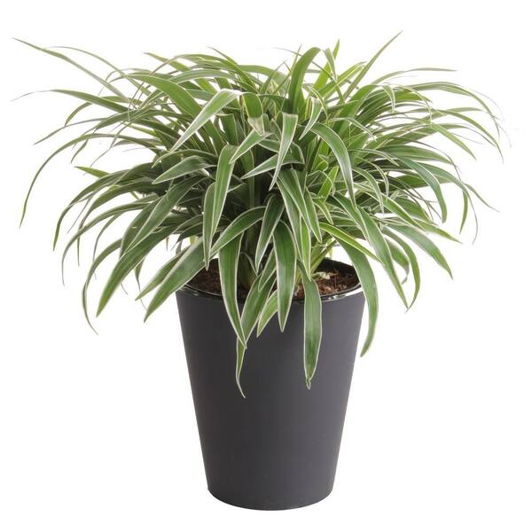 WaterWick 6 in. Spider Plant in Self Watering Pot