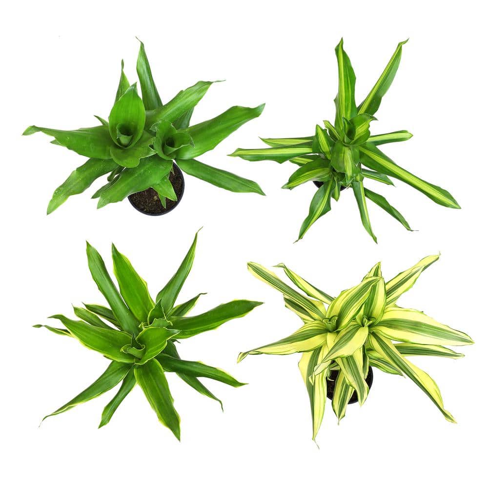 Black Plastic Indoor Dracaena Corn Cane Plant Set