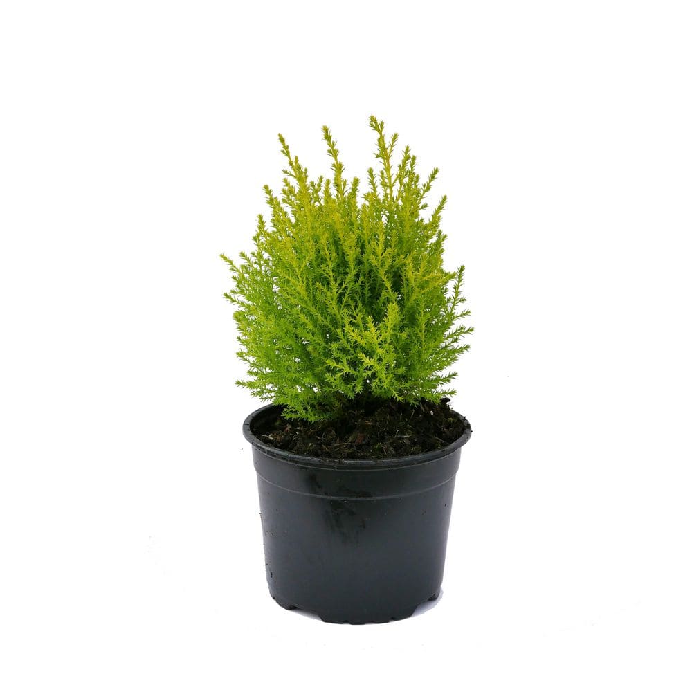 Perennial Cupressus m. Goldcrest 2.5 qt. 2671 - The Home Depot