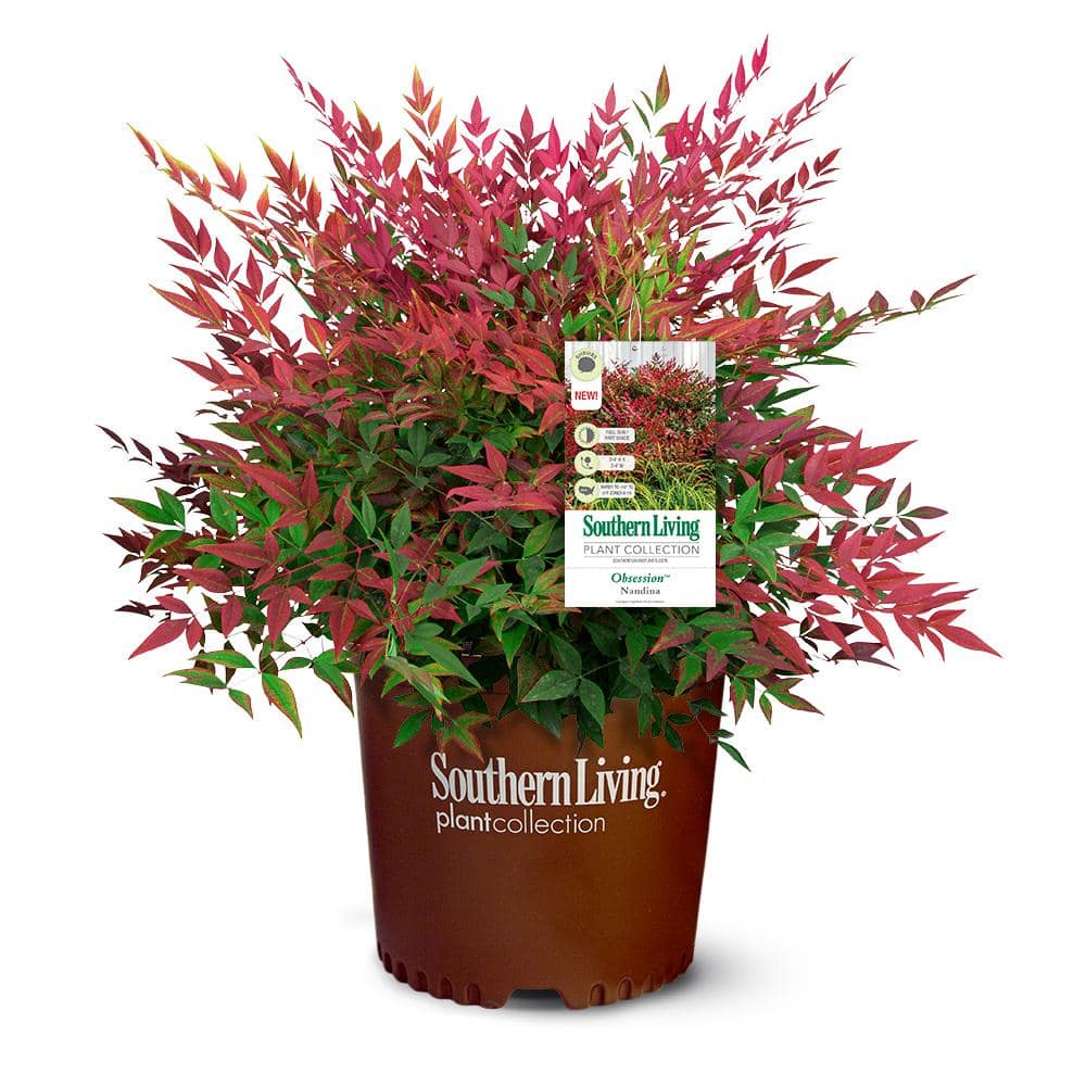 southern living 2 gal. obsession nandina shrub with bright red foliage  14404 - the home depot