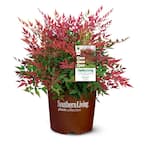 2 Gal. Obsession Nandina Shrub with Bright Red Foliage
