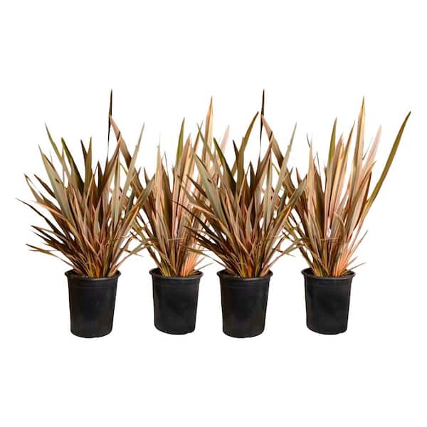 Alder & Oak #1 Container New Zealand Flax Rainbow Queen Ornamental Grass (4-Pack)