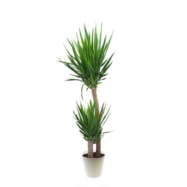 Pure Beauty Farms 1.9 Gal. Yucca Cane Plant in 9.25 In. Designer Pot