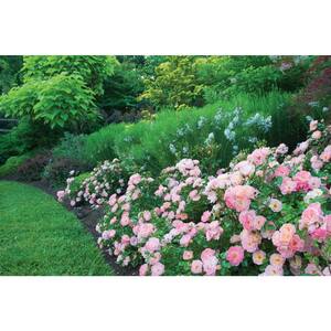 3 Gal. Peach Rose Bush, Live Re-blooming Groundcover Shrub with Soft Peach Flowers (1-Pack)