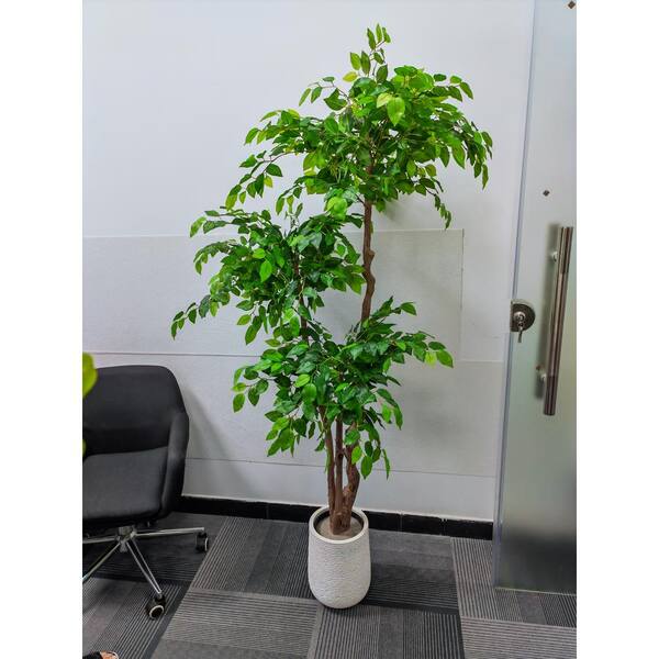Ficus Microcarpa in Decorative Bowl with Stones