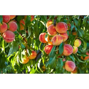 Cresthaven Peach Live Bare Root Tree 4 ft. to 5 ft. Tall, 2-Years Old (2-Pack)