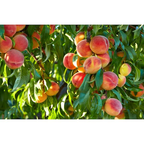 BELL NURSERY Cresthaven Peach Live Bare Root Tree 4 ft. to 5 ft. Tall, 2-Years Old (2-Pack)