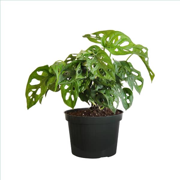 United Nursery Monstera adansonii Swiss Cheese Vine Live Plant in 6 inch Grower 00359 - The Home Depot