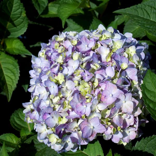 Alder & Oak 3 gal "Bloom Struck" Hydrangea Perennial Plant