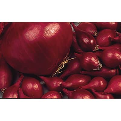 Red Onion Sets (80-Bulbs Per Package)
