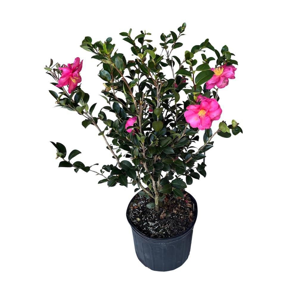 OnlinePlantCenter 3 Gal. Kanjiro Sasanqua Camellia Shrub with