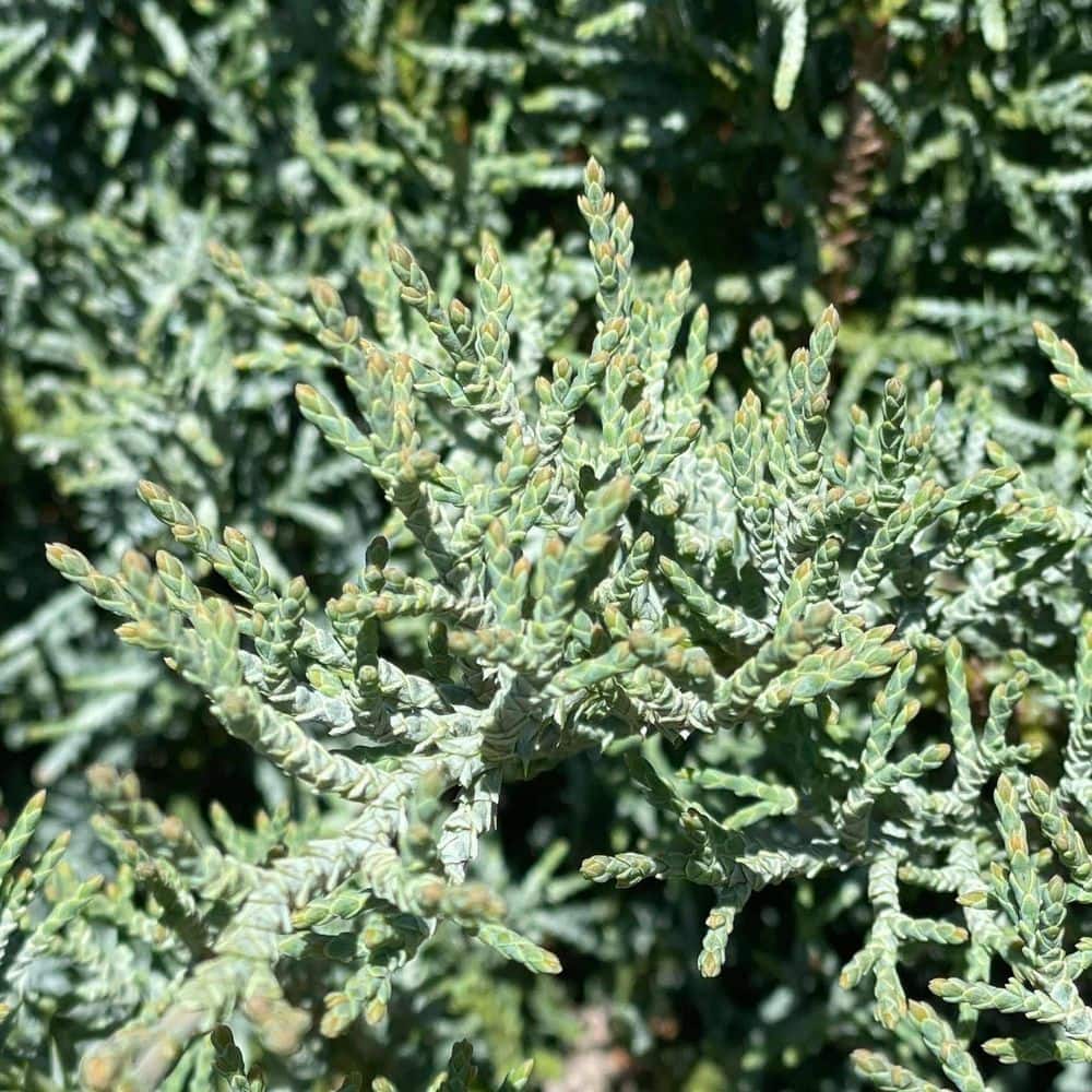 1 gal. Angelica Blue Chinese Juniper (Juniperus chinensis) Live Evergreen Shrub price history on PriceWatchPro
