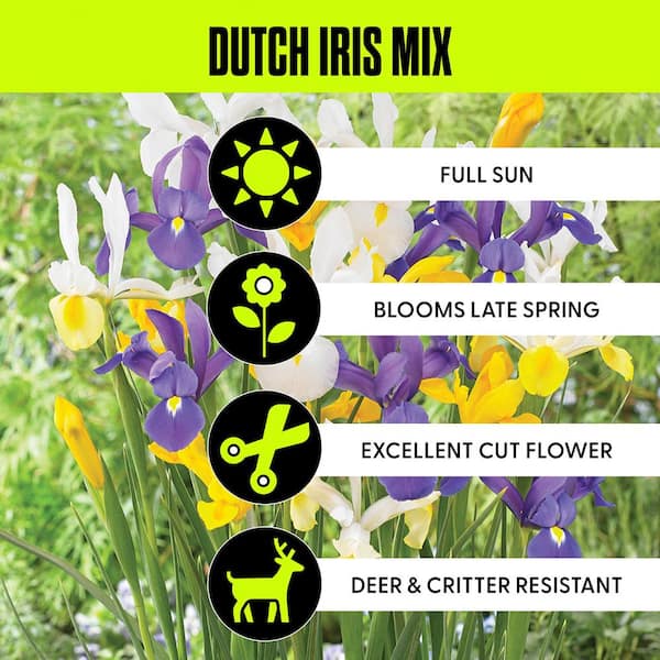 Dutch Iris Mixed (Set of 25)
