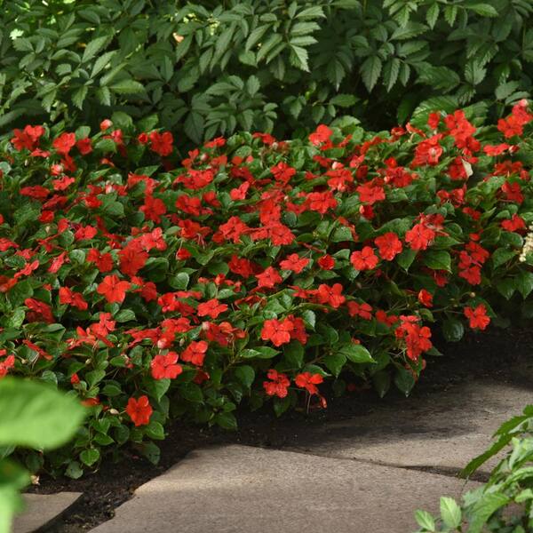 BEACON 2.5 Qt. #1 Red Beacon Impatiens Outdoor Annual Plant with