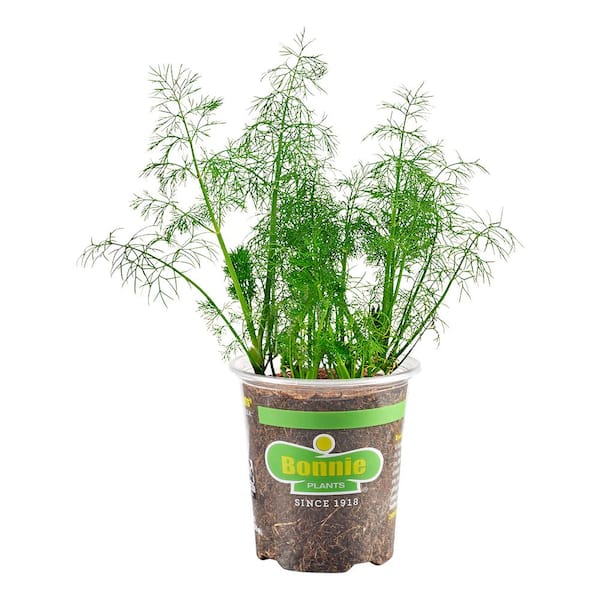 19 oz. Dill Herb Plant