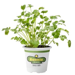 19 oz. Cilantro Herb Plant