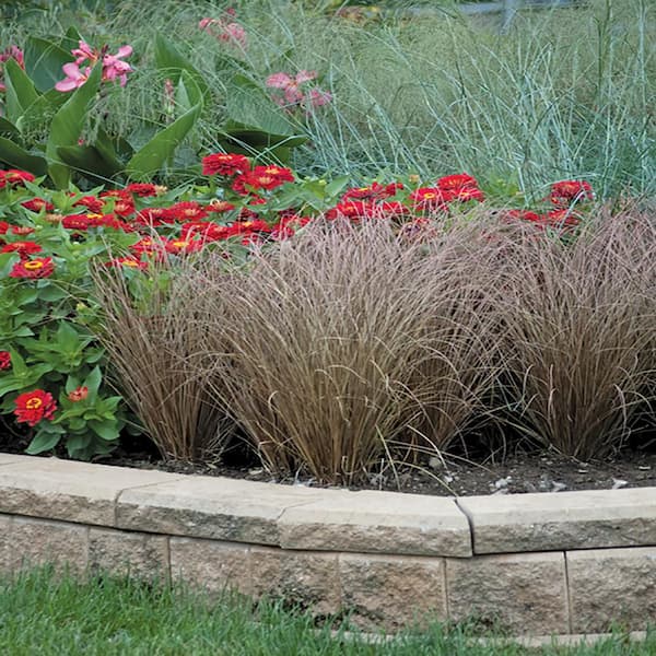 Vigoro 2.5 Qt. #1 Testacea Sedge Ornamental Grass
